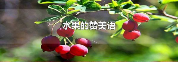 水果的赞美语