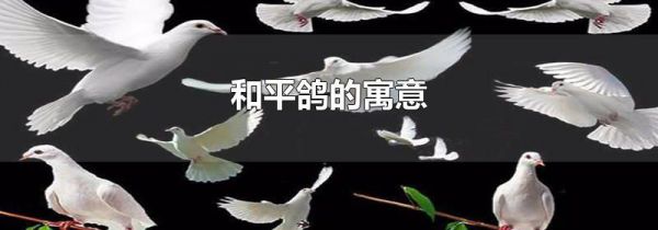 和平鸽的寓意
