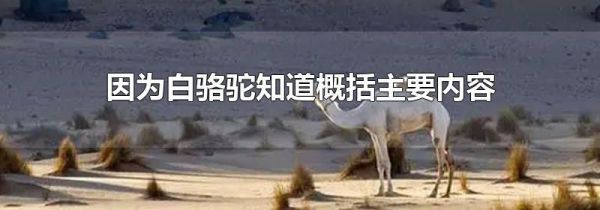 因为白骆驼知道概括主要内容