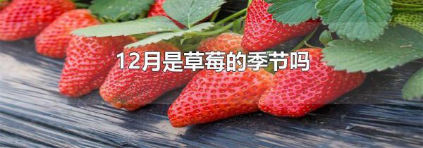 12月是草莓的季节吗