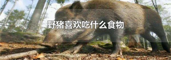 野猪喜欢吃什么食物
