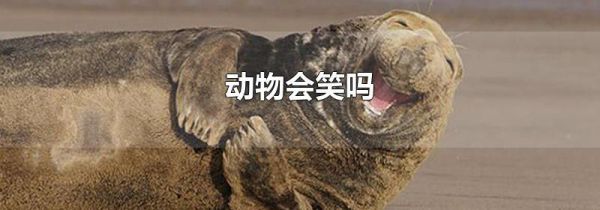 动物会笑吗