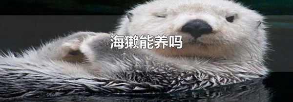 海獭能养吗