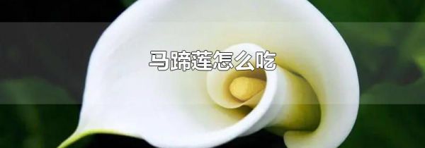马蹄莲怎么吃