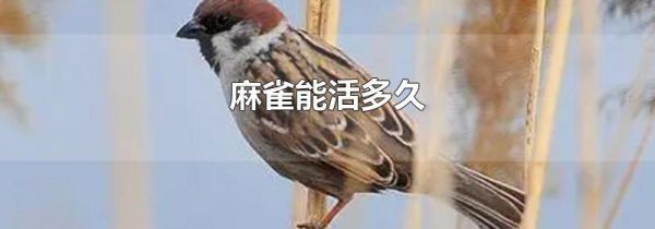 麻雀能活多久