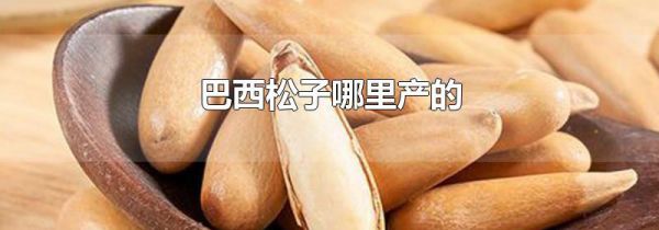 巴西松子哪里产的
