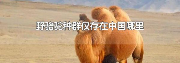 野骆驼种群仅存在中国哪里