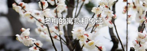 冬梅的寓意和象征