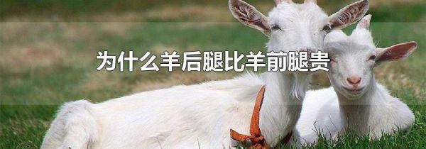 为什么羊后腿比羊前腿贵