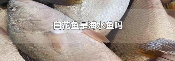 白花鱼是海水鱼吗