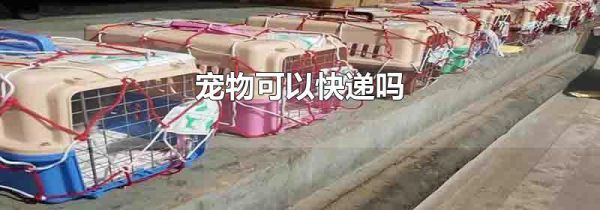 宠物可以快递吗