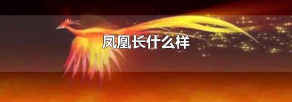 凤凰长什么样