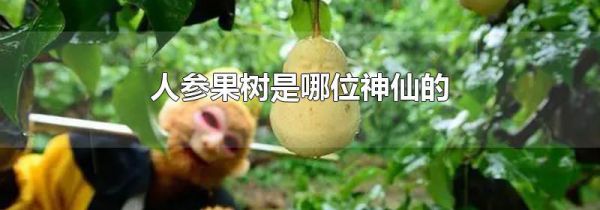 人参果树是哪位神仙的