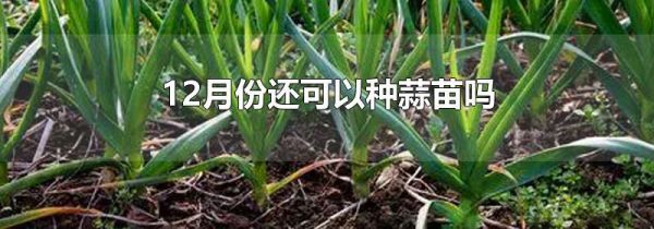 12月份还可以种蒜苗吗
