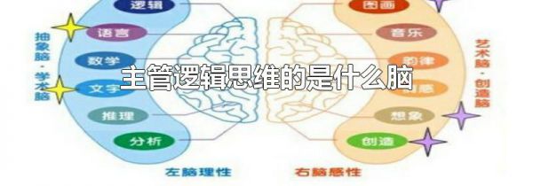 主管逻辑思维的是什么脑