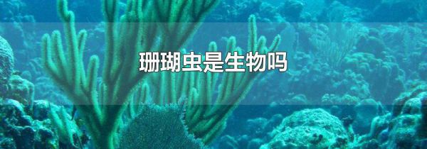 珊瑚虫是生物吗