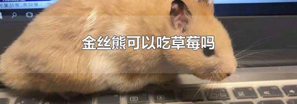 金丝熊可以吃草莓吗