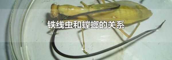 铁线虫和螳螂的关系