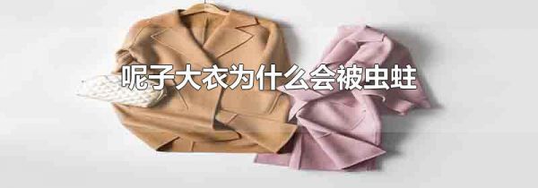 呢子大衣为什么会被虫蛀