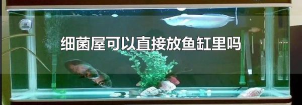 细菌屋可以直接放鱼缸里吗