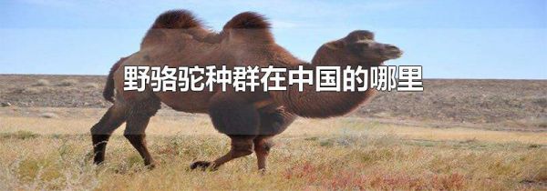 野骆驼种群在中国的哪里