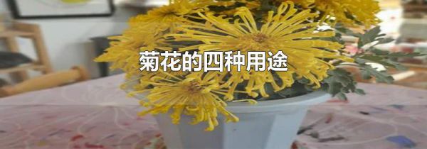 菊花的四种用途