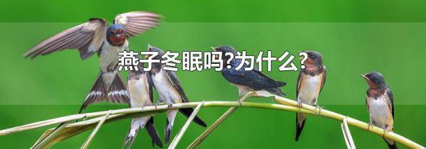 燕子冬眠吗?为什么?