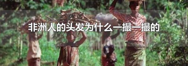 非洲人的头发为什么一撮一撮的