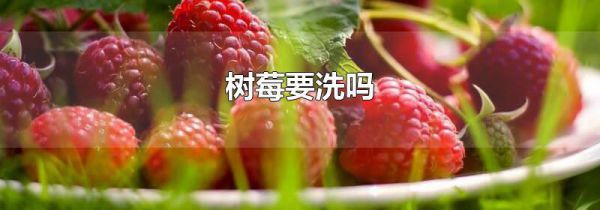 树莓要洗吗