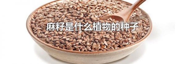 麻籽是什么植物的种子
