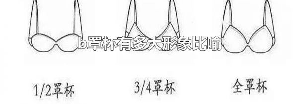 b罩杯有多大形象比喻
