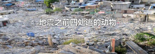 地震之前四处逃的动物