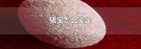 猪宝怎么鉴定