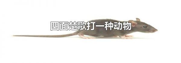四面楚歌打一种动物