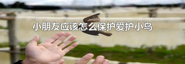 小朋友应该怎么保护爱护小鸟