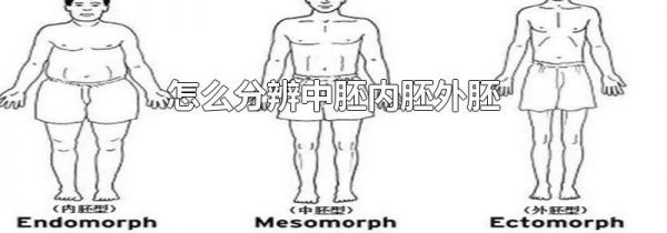 怎么分辨中胚内胚外胚