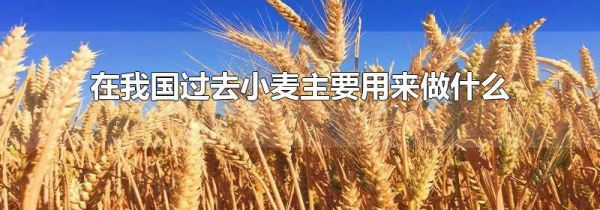 在我国过去小麦主要用来做什么