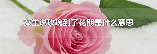 女生说玫瑰到了花期是什么意思