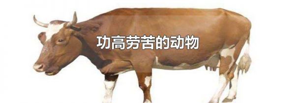 功高劳苦的动物