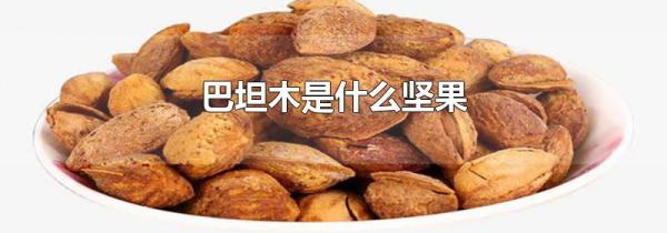 巴坦木是什么坚果