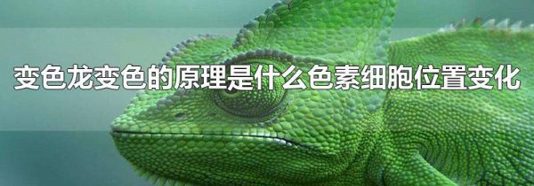 变色龙变色的原理是什么色素细胞位置变化