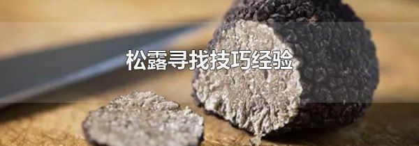 松露寻找技巧经验