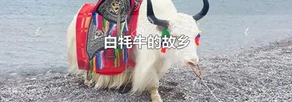白牦牛的故乡