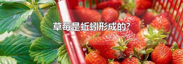 草莓是蚯蚓形成的?
