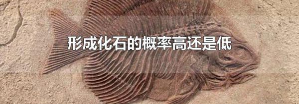 形成化石的概率高还是低