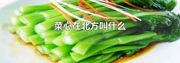菜心在北方叫什么