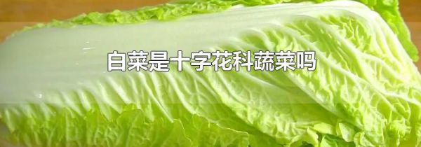白菜是十字花科蔬菜吗