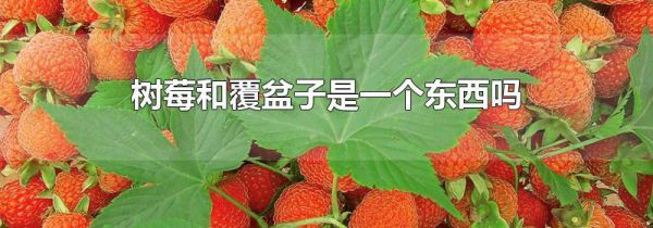 树莓和覆盆子是一个东西吗