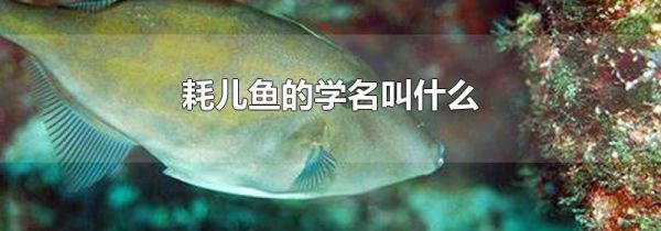 耗儿鱼的学名叫什么