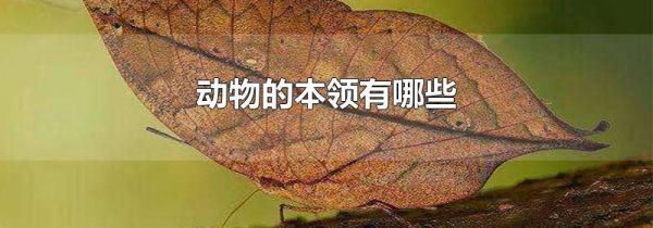 动物的本领有哪些